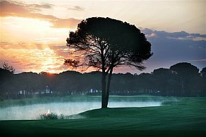 The Montgomerie Baum mit Nebel Belek